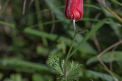 MG_0029
