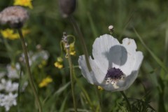 MG_0065