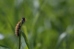 MG_0070