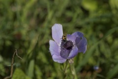 MG_0080