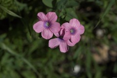 MG_0085