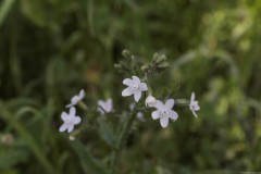 1_MG_0054