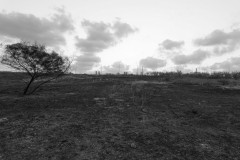 MG_0016-2
