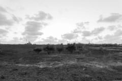 MG_0019-2