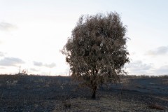 MG_0003