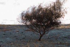 MG_0012-2