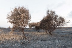 MG_0015