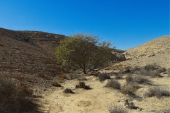 05-Dimona-Siclina