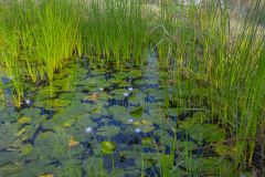 01-Ein-Afek-Nature-Reserve