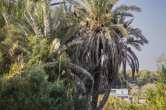 03-Ein-Afek-Nature-Reserve