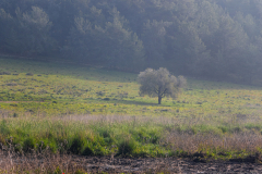 03-Trees-at-Emek-ha-Shalom