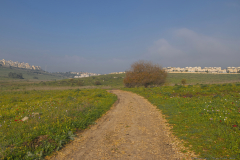 05-Trees-at-Emek-ha-Shalom