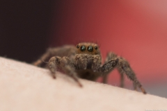 03-Menahem-Lurie-Eran-The-Spider