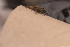 04-Menahem-Lurie-Eran-The-Spider