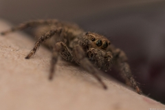 05-Menahem-Lurie-Eran-The-Spider