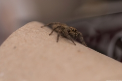 06-Menahem-Lurie-Eran-The-Spider