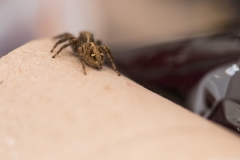 09-Menahem-Lurie-Eran-The-Spider