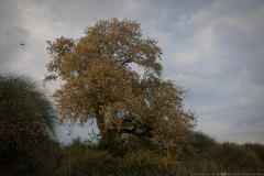 04-Eyn-Sharid-Winter-Park-Pool-Kadima-Owk-Reserve