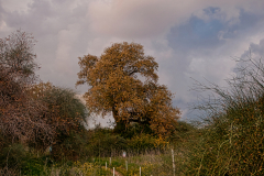 10-Eyn-Sharid-Winter-Park-Pool-Kadima-Owk-Reserve