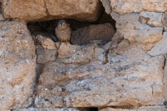 01-Falco-Naumanni