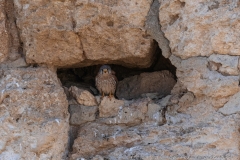 02-Falco-Naumanni
