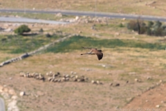 03-Falco-Naumanni