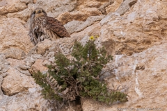 04-Falco-Naumanni