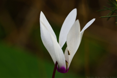 002-Kohav-Yair-Cyclamen-Forest-Film-Simulation-Fuji-Velvia-50