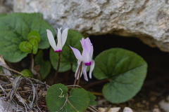 003-Kohav-Yair-Cyclamen-Forest-Film-Simulation-Kodak-KodakChrome-64