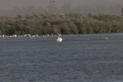 Agmon-Hula-14102019_0131