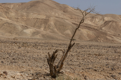 10-Gail-Rubin-Project-Passover-2024