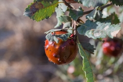 01-Bashanit-Nature-Reserve