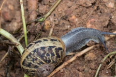 06Gastropods