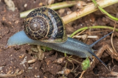 07Gastropods