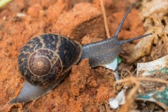 08Gastropods
