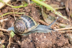 09Gastropods