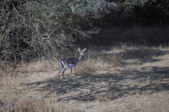 03-Gazelle-Valley-July-5Th-2025