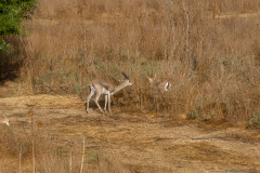 08-Gazelle