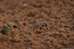 07-Gedor-Sea-Reserve-Macro