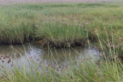 03-Hadera-Swamp-Jun-2020