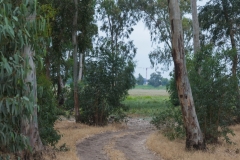 05-Hadera-Swamp-Jun-2020