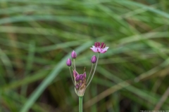 08-Hadera-Swamp-Jun-2020