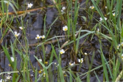10-Hadera-Swamp-Jun-2020
