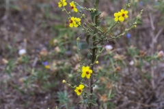 13-Hadera-Swamp-Jun-2020
