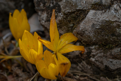 04-Har-Chozek