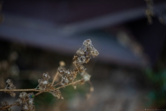03-Menahem-Lurie-Helios-Lans-and-Ricinus