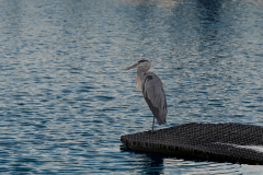 05-Hod-Hashsron-Park-02102026