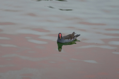 12-Hod-Hashsron-Park-02102026