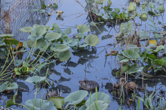25-Hula-Nature-Reserve-21.11.2025