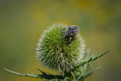 insects-3